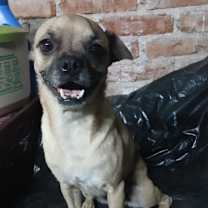 Thumbnail photo of CANELA #1