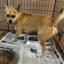 Thumbnail photo of Rosito #2