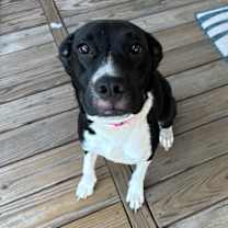 Thumbnail photo of Sammie #1