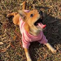 Thumbnail photo of Turkey Thanksgiving #3