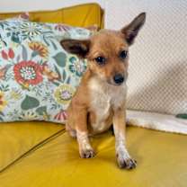 Thumbnail photo of Turkey Thanksgiving #4