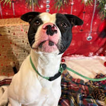 Thumbnail photo of OREO #1