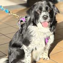 Thumbnail photo of Lucille #2