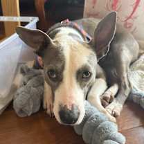 Thumbnail photo of Junnie #3