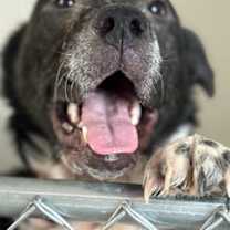 Thumbnail photo of Mongo #3