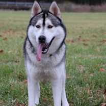 Thumbnail photo of Tedi #3