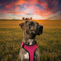 Thumbnail photo of Bambi #1