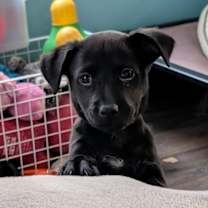 Thumbnail photo of Sasha #1