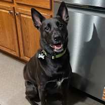 Thumbnail photo of Zoro #1