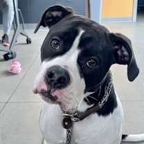 Thumbnail photo of Bonnie #3