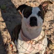 Thumbnail photo of Carino 28300 #3