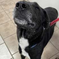 Thumbnail photo of Bowie* #2