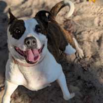 Thumbnail photo of Carino 28300 #4