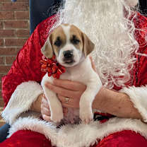 Thumbnail photo of Dougal #1