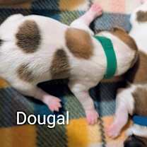 Thumbnail photo of Dougal #2
