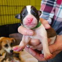 Thumbnail photo of Peanut #2