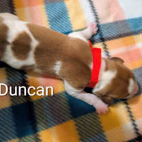 Thumbnail photo of Duncan #2