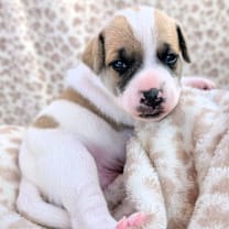 Thumbnail photo of Dougal #3