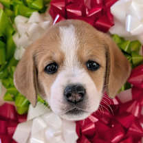 Thumbnail photo of Fiona #3