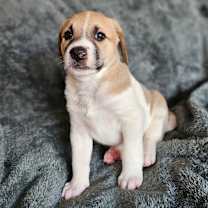 Thumbnail photo of Potomac #4