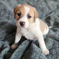 Thumbnail photo of Pickles #4