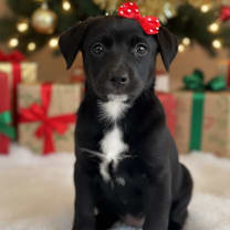 Thumbnail photo of Minnie #1