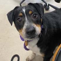 Thumbnail photo of Neptune #3