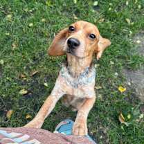 Thumbnail photo of Momma Bartender Beagle #1