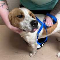 Thumbnail photo of Tailgate🐾 #3