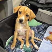 Thumbnail photo of Baby Saja #3