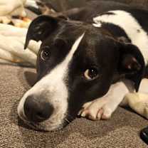 Thumbnail photo of Na'vi #4