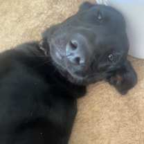 Thumbnail photo of Shadow #4