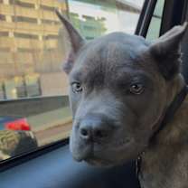 Thumbnail photo of Thor #1