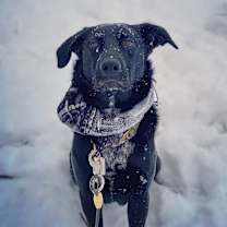 Thumbnail photo of Lucy #1