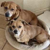 Thumbnail photo of Buddy #2