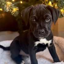 Thumbnail photo of Dr. Eggman #1