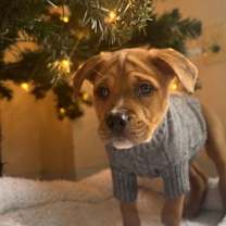 Thumbnail photo of Blaze the Cat #2