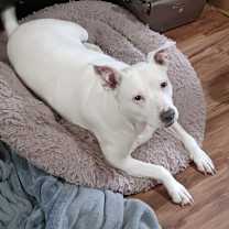 Thumbnail photo of Chancy #2