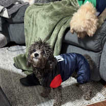 Thumbnail photo of Kobe #1