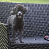 Thumbnail photo of Kobe #2