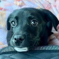 Thumbnail photo of Minnie #3