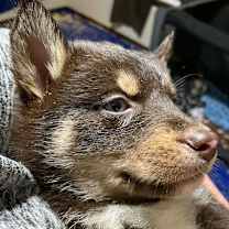 Thumbnail photo of Papaya (Pink collar) #1