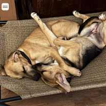 Thumbnail photo of Hershey (and Mocha) #4