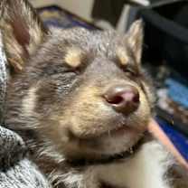 Thumbnail photo of Papaya (Pink collar) #3