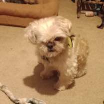 Thumbnail photo of Jeb (PA) loves toys! #3