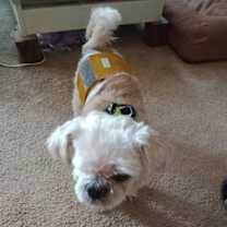 Thumbnail photo of Jeb (PA) loves toys! #2