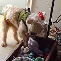 Thumbnail photo of Jeb (PA) loves toys! #4