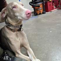 Thumbnail photo of Yang #1