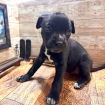 Thumbnail photo of Whistler #1