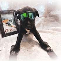 Thumbnail photo of Whistler #3